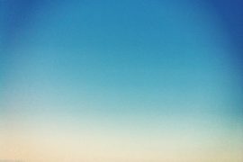 bird hovering