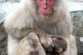 snow monkeys