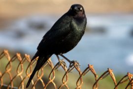 crow